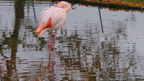 Close up of flamingo Stock Footage 121835695