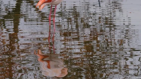 Close up of flamingo Stock Footage 121836819