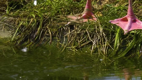 Close up of Flamingo  Stock Footage 140908481