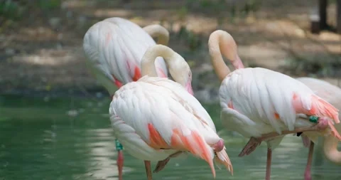 Close up of flamingo Stock Footage 141585654