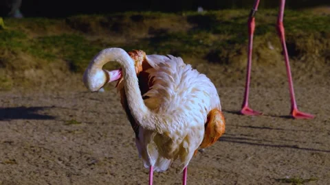 Close up of flamingo Video stock 145258296