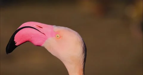 Close up flamingo Stock Footage 233691938
