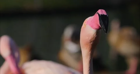 Close up of a flamingo Stock Footage 233824124
