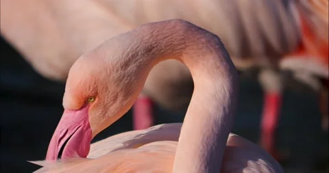 Close up of a flamingo Stock-Footage 234135241