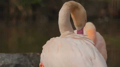Close up of flamingo Stock Footage 238885558