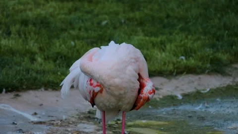Close up of a flamingo Stock Footage 249891737