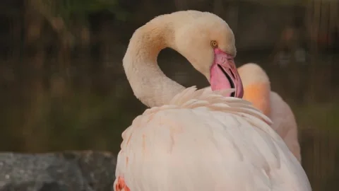 Close up of flamingo head  Stock Footage 238950226