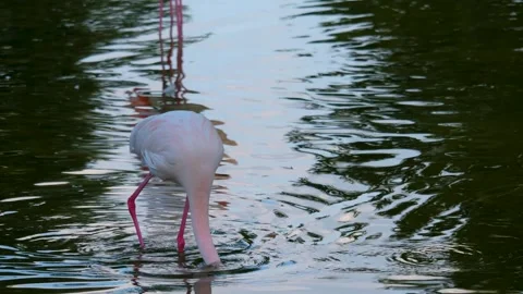  Close up of flamingo moving  Stock Footage 249828118