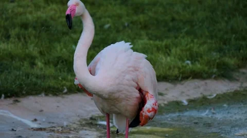  Close up of flamingo moving  Stock Footage 249828165