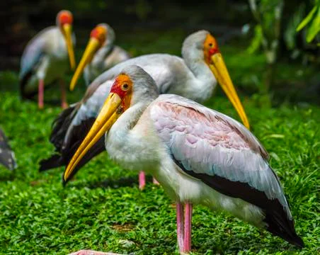 Close up flamingo Stock Photos