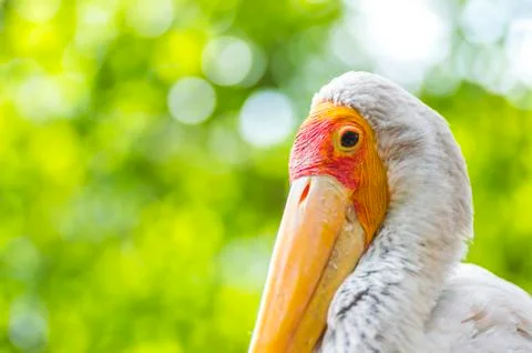 Close up flamingo Stock Photos