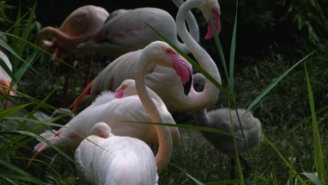 Close up of flamingos Video stock 135039906