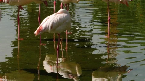 Close up of flamingos Stock Footage 135065425