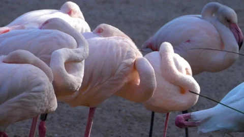 Close up of flamingos Stock Footage 135603281