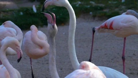 Close up of flamingos Stock Footage 135820892