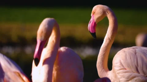 Close up of flamingos Stock Footage 145262795
