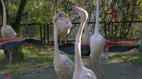 Close up of flamingos Stock Footage 172418125