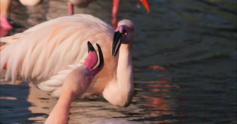 Close up of a flamingos Stock Footage 233823957