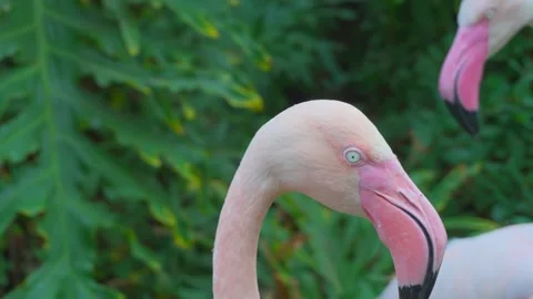 Close up of a flamingo's head Video stock 308883449