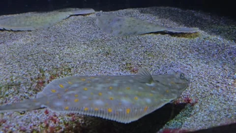 Close up of a flat fish. flounder  Stock Footage 269628356
