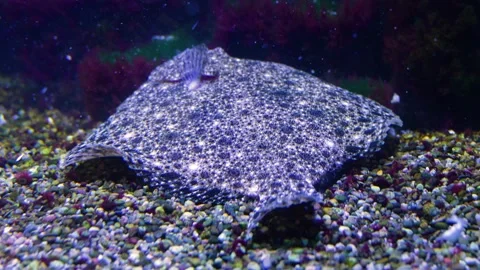 Close up of a flat fish. Stock Footage 233784037