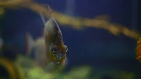 Close-Up, Flat Fish Swims in the Aquarium Stock Footage 113572980