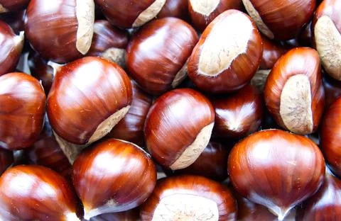 Close-up flat lay image of a collection of fresh raw sweet chestnuts Stock Photos
