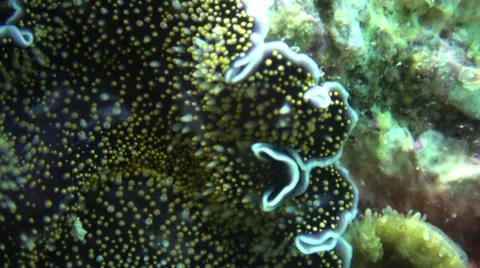 Close up of flat worm moving Stock Footage 33099413