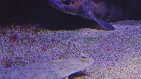 Close up of flatfish flounder and shark Stock Footage 261408937