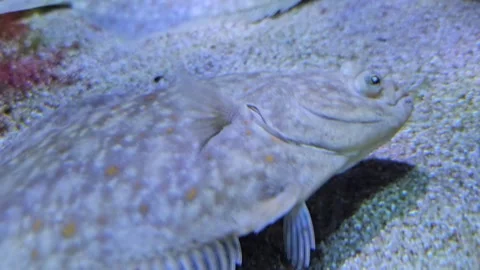  Close up of flatfish flounder resting  Stock Footage 261406352