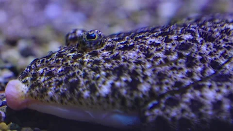 Close up of a flatfish  Stock Footage 241011239