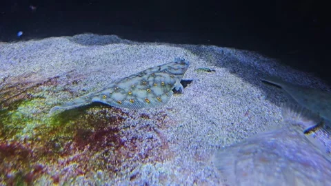 Close up of a flatfish Stock Footage 266754727