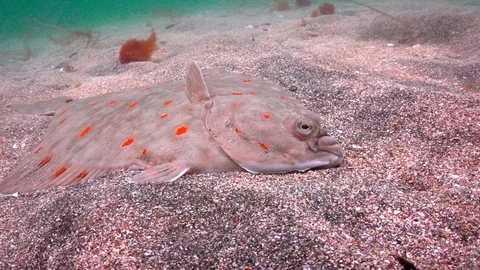 Close-up of flatfish lying at the bottom of the Norwegian sea. 스톡 동영상 106230020