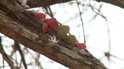 Close up of a Flatid Leaf Bug and its larvae Stock Footage 310540370