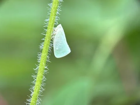Close up of Flatidae Stock Photos