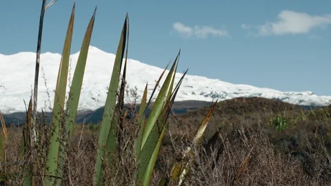 Close Up flax blowing in the wind with snowy mountain background Stock Footage 107911312