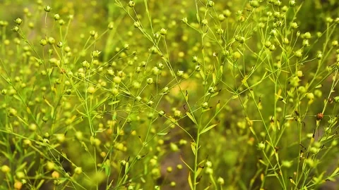 Close up of flax crop plants in field swaying in wind Stock Footage 137643637