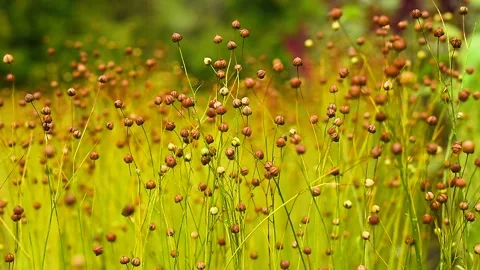 Close up of flax crop plants in field swaying in wind Stock Footage 137644036