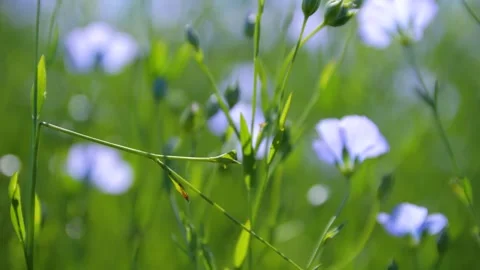 Close-up of flax stems swaying in the wind on a sunny day. Blooming flax. Stock Footage 312467580
