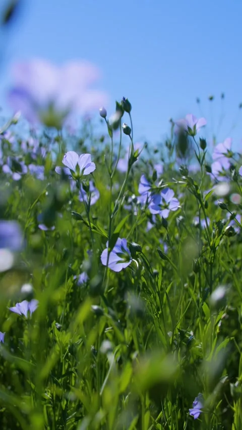 Close-up of flax stems swaying in the wind on a sunny day. Blue flax flowers. Stock-Footage 312467701