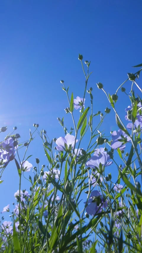 Close-up of flax stems swaying in the wind on a sunny day. Blue flax flowers. Stock Footage 312467717
