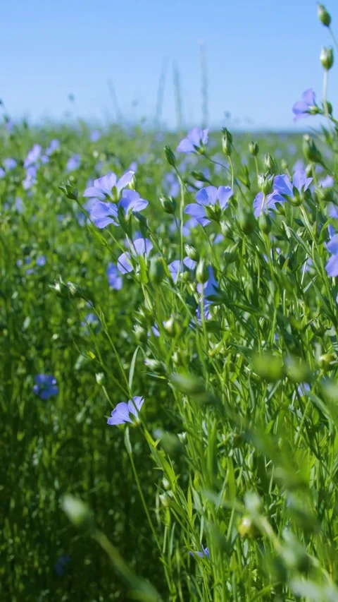 Close-up of flax stems swaying in the wind on a sunny day. Blue flax flowers. Stock Footage 312467745