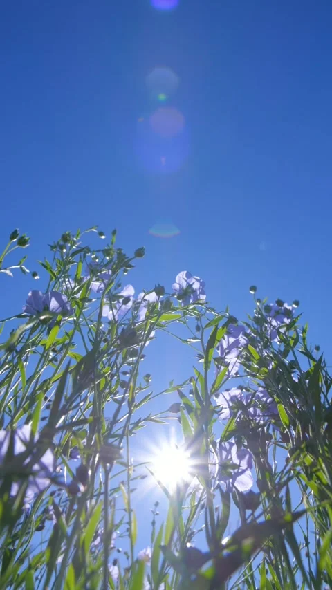 Close-up of flax stems swaying in the wind on a sunny day. Blue flax flowers. Video stock 312467763