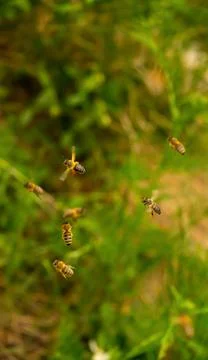 Close-up of flaying bees with pollen Stock-Fotos