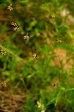 Close-up of flaying bees with pollen Stock Photos