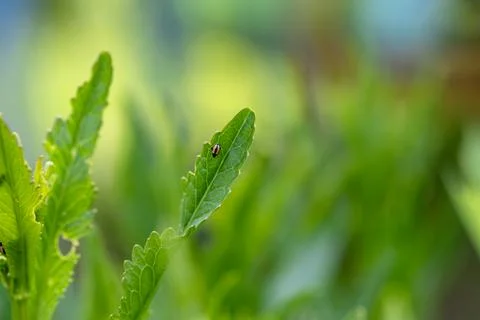 Close-up flea beetle black insect with dung on leaf Stock Photos