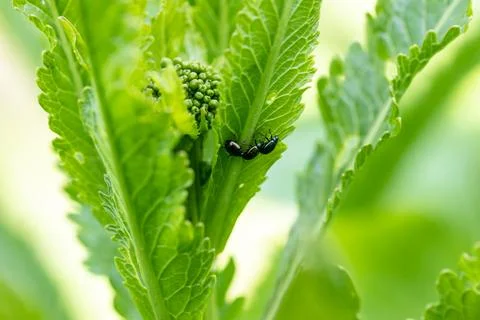 Close-up flea beetle black insect with dung on leaf Stock Photos