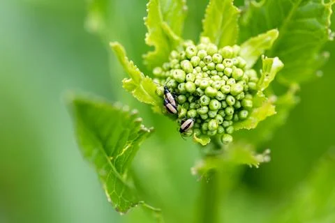 Close-up flea beetle black insect with dung on leaf Stock Photos