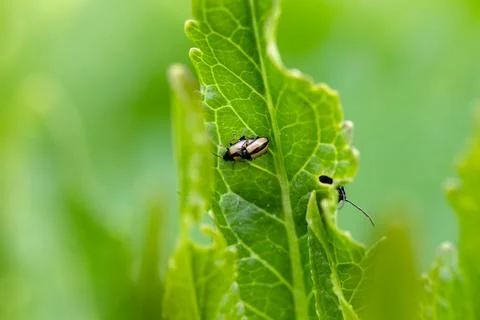 Close-up flea beetle black insect with dung on leaf Foto stock