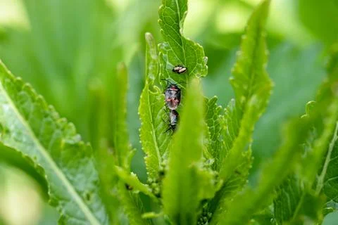 Close-up flea beetle black insect with dung on leaf Stock Photos